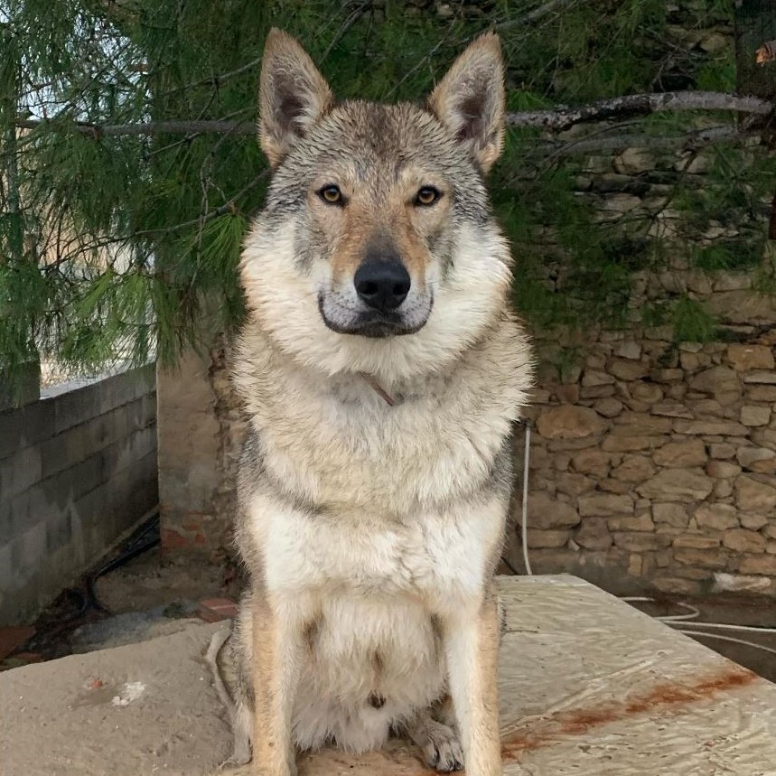 balto