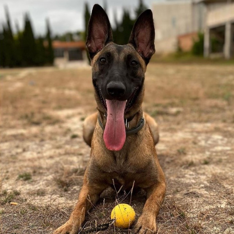 gea