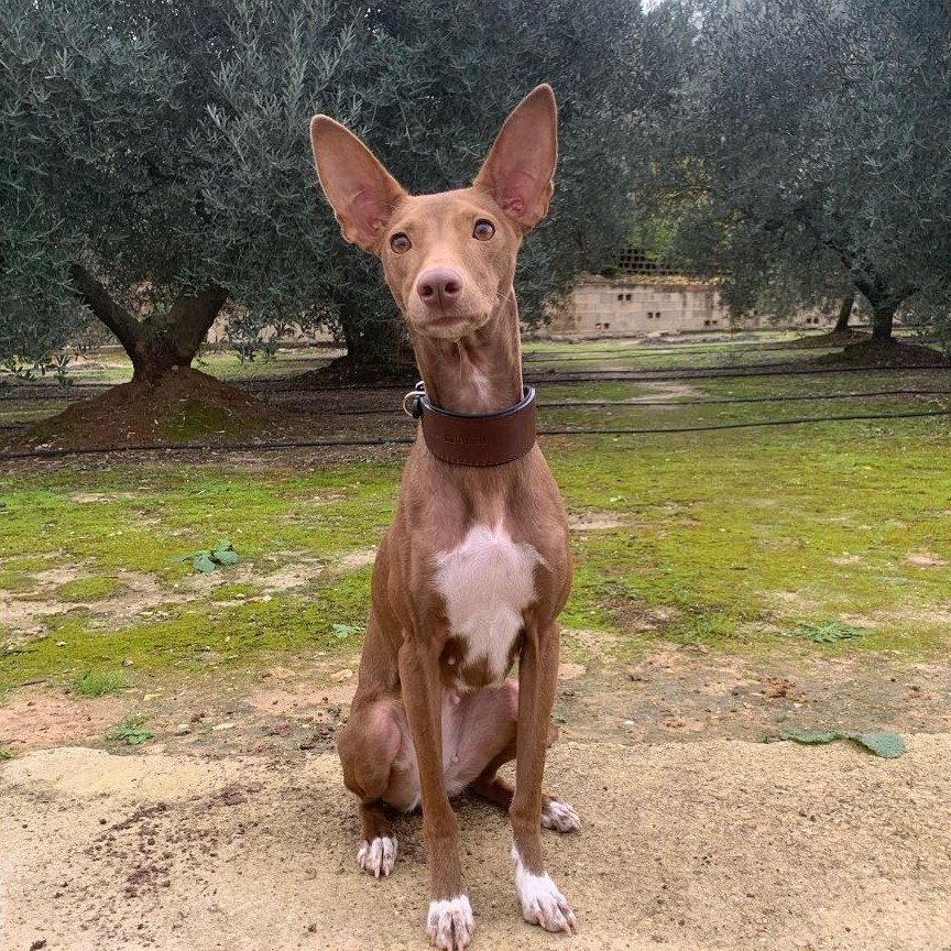 laika