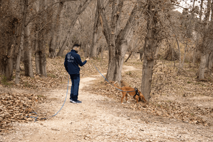 perros-detectores