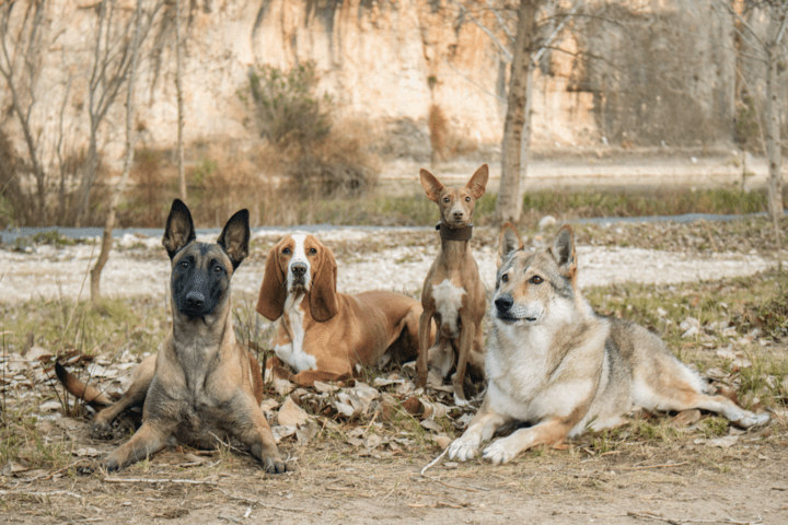 sociabilizacion-cachorros
